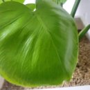 장일농장 이미지