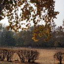 메타세쿼이아길 공중화장실 이미지