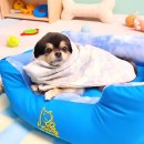 스윗테일 이미지