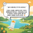 모래시계 | 선물하려다가 입덕하는 마성의 귤 오일 모래시계 후기 모음 🍊✨