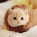 수원고양이분양 나비캣 이미지