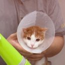 캣살롱코코 이미지