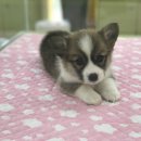 개밥나라 이미지