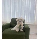 봉주르봉 이미지