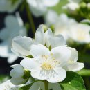 봄에 흰 꽃을 피우는 고광나무 꽃ㅡ(횡성야생화분재)..... 이미지