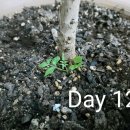 힙앤테일(HIP AND TAIL) | 나혼자 100일 영어챌린지: Day 12 <영어쉐도잉4>