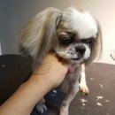 예뻐해줄개 이미지