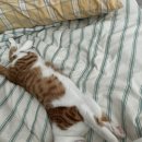 고양이호텔 무냥무냥 김해점 이미지