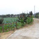 대야리(대실) 이미지