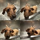 패밀리독 | [강원도/홍천] 홍시와 함께한 여름휴가, 소노펫 비발디파크 패밀리룸예약 및 조식 후기