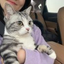 로얄플라잉 이미지