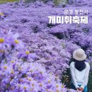 봉천사 | 문경 봉천사 개미취 축제 방문후기 _ 주차, 입장료, 포토존