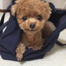 빼꼼