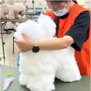 베스트 의정부 애견 미용학원 | 애견 행동심리부터 꼼꼼한 기술까지! 의정부에서 배우는 최고의 애견미용학원