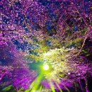 2024 경주 대릉원돌담길 벚꽃축제 | 2024 경주 대릉원 돌담길 벚꽃 축제 라이트쇼 후기 주차 교통통제