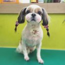 강사모백화점 이미지