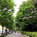 느티나무 이미지