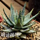 알로에 - 수성구 | 알로에