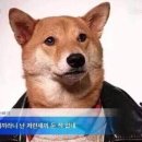 다 이미지