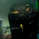 안시농장 이미지