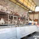 개랑, 마리 이미지