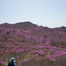 비슬산 진달래꽃 산행 ('22 4/17) 이미지