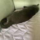 SBC | 고양이 미용 이발기 바리깡 바비온 SBC650