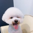 애견샵 컬리독 이미지