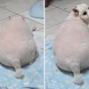 털찐강아지 이미지