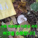 백두대간 2곳 버섯산행.155. (꼬다리로 소윈풀이) 이미지