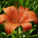 꽃사랑FLOWER