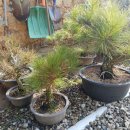 송학농원 이미지