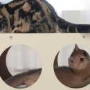 멍냥이노리터 이미지