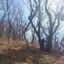 소사생태길(백일) | 진해 쉬운 산행지 천자봉 일출 명소 진달래 명소