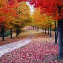 '가을'과 어울려지는 발라드... '250곡' 이미지