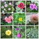 세개의 여유 이미지