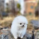 Pet.J | 강아지 분양 솔직 후기~ (펫제이 Pet.J)