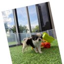 광주 강아지분양 고양이분양 어반펫 광주본점 이미지