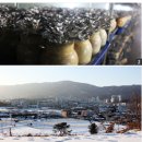 포천 느타리 - 한국음식 대표 버섯 이미지