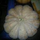 김진수농장 | [향남농장] 가격인하!!! 2013년 햇 늙은맷돌호박(천둥호박,청둥호박,늙은호박) 판매! 1kg당 1천500...