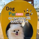 대구 달서 반려견놀이터 | 장동공원 애견놀이터 방문 후기