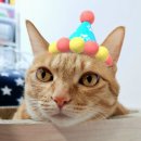 야옹아 멍멍해봐 평거점 이미지