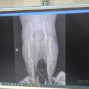 FM동물메디컬센터 이미지