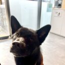 약지애견카페 이미지