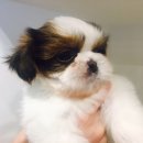 도그마루 강아지 고양이 성남분당점 이미지