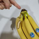 상아냉동 이미지