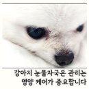 건강누리약국 | 강아지 눈물자국 영양제 눈물냄새 원인 해결