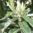 비파나무집 이미지