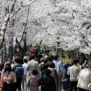 반갑다 여의도 벚꽃 4년만에 돌아온 여의도봄꽃축제 이미지