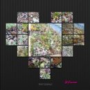 산안개 농장 이미지